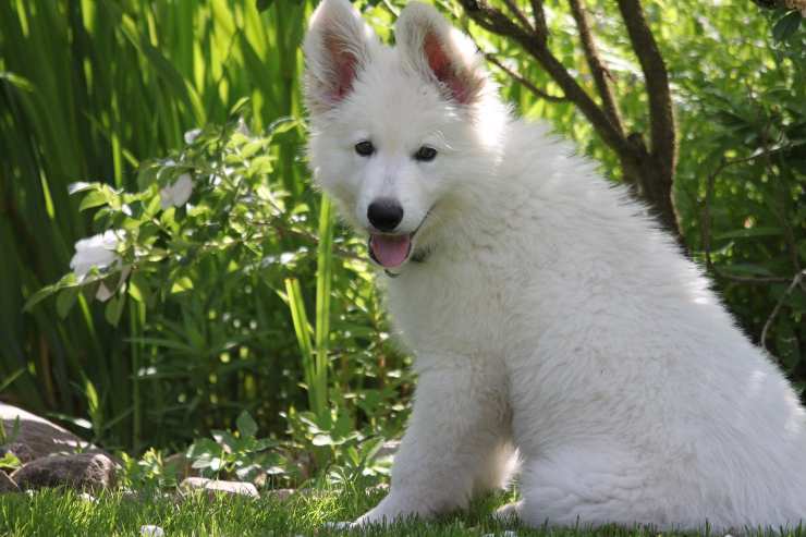 Ejemplar canino en el verde