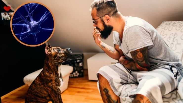 Los perros entienden la entonación que significa palabras