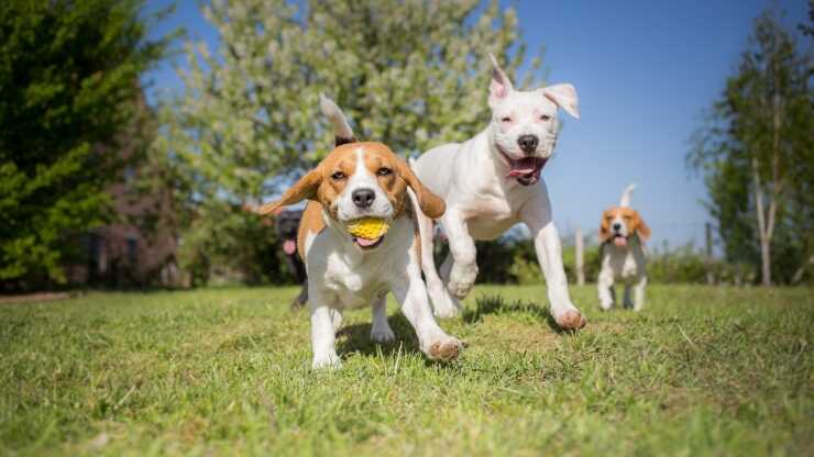 Los perros juegan con gusto los miramos