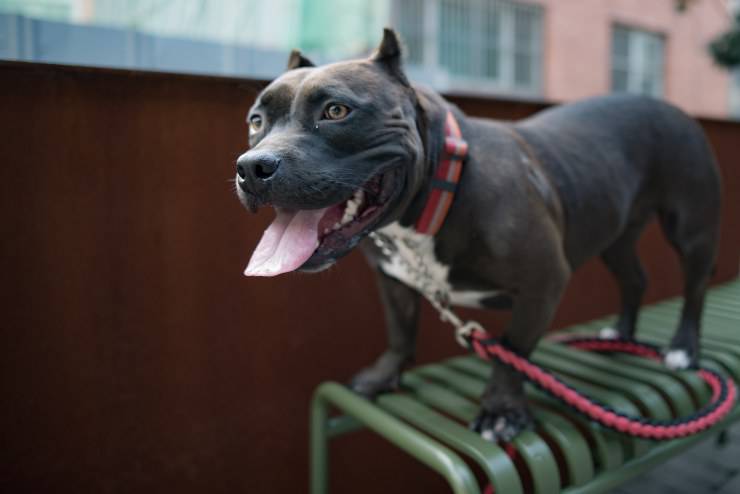 perros mas valientes perros mas valientes