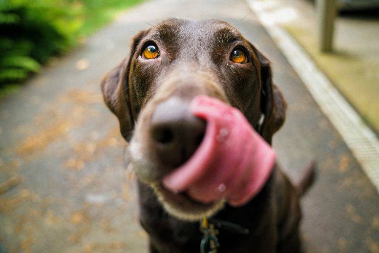 El perro puede comer las rebanadas. El perro puede comer las rebanadas.