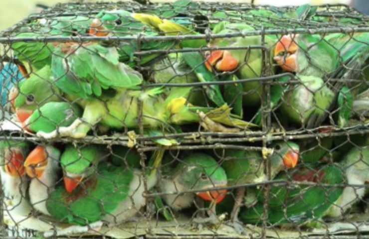 500 pequeñas jaulas encerradas
