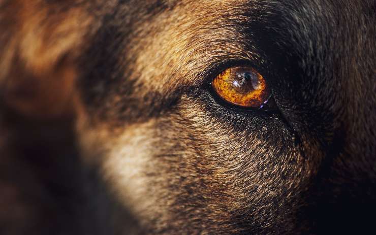 mejilla hinchada en el perro mejilla hinchada en el perro