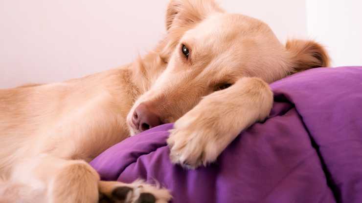 Metahemoglobinemia en el perro