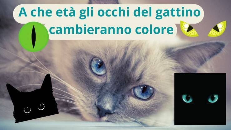 color de ojos de gato