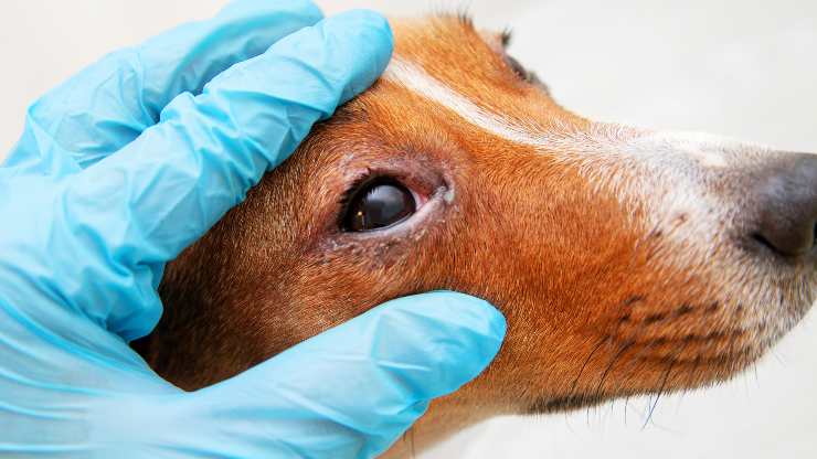 Neuritis óptica en perros
