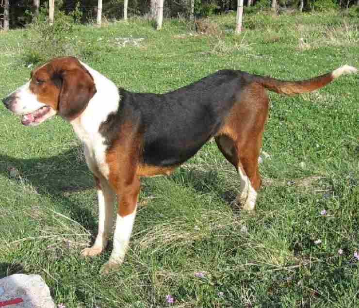 francés tricolor