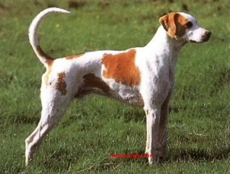 Francés blanco y naranja