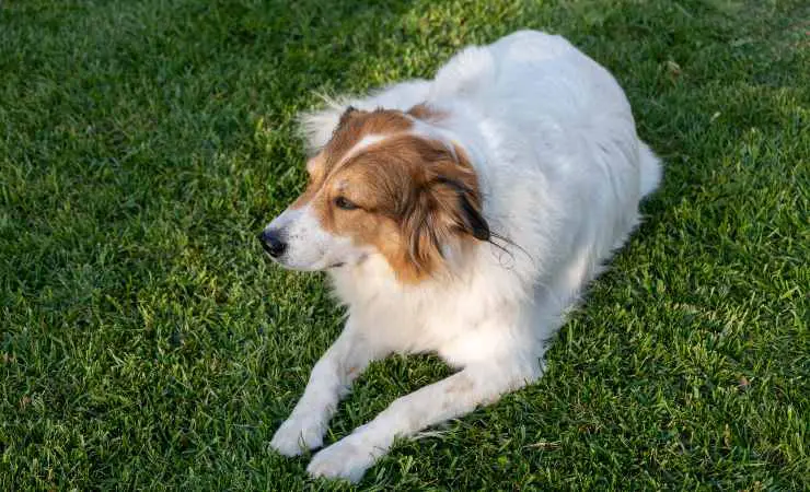 perro pastor griego