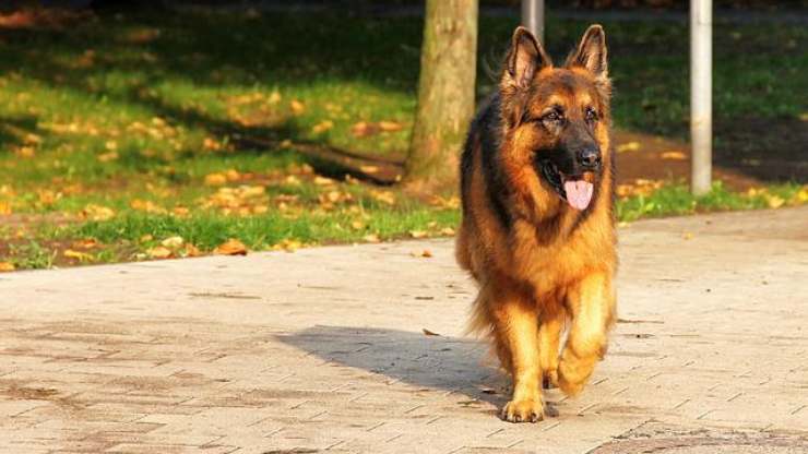 Osteocondritis disecante en perros