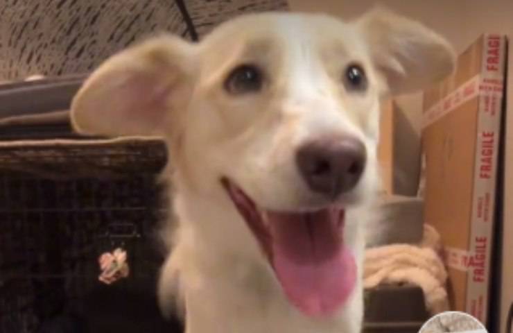 la perrita Molly sufre ansiedad