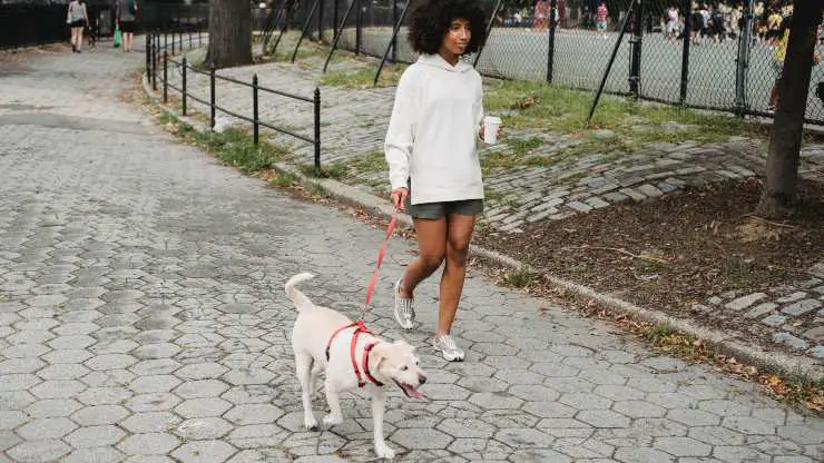 caminar con el perro