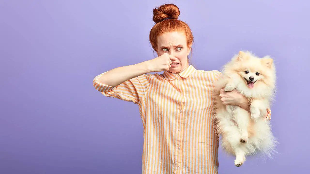mujer, tapándose la nariz, mientras, tenencia, un, perro perfumes para perros