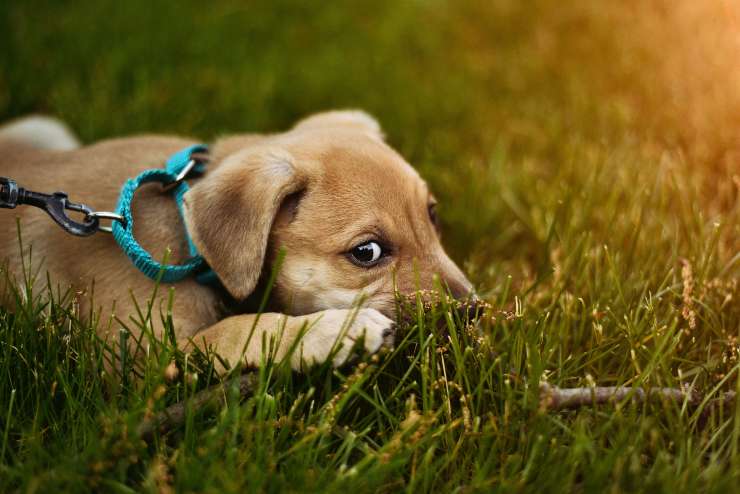 Perro asustado sin razón Perro asustado sin razón