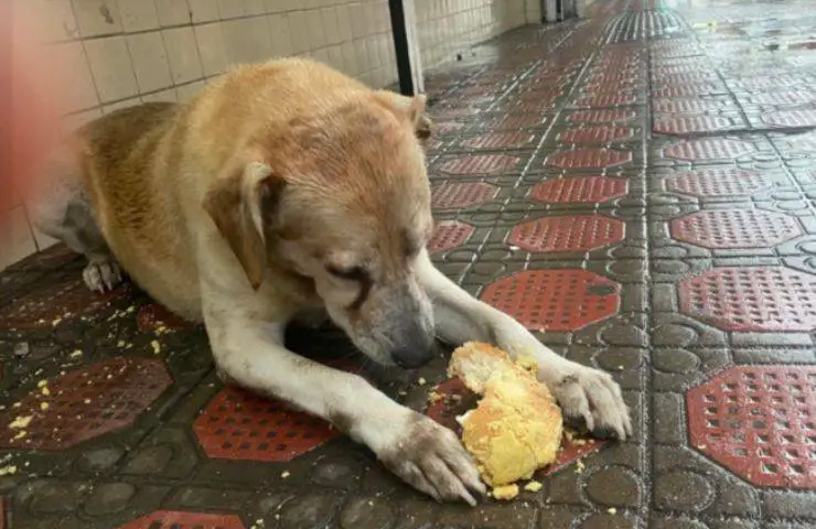 perro callejero come panadería