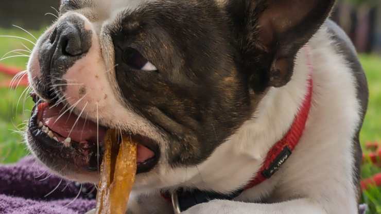 perro mastica