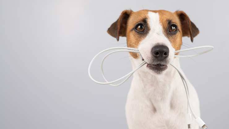perro muerde cables electricos