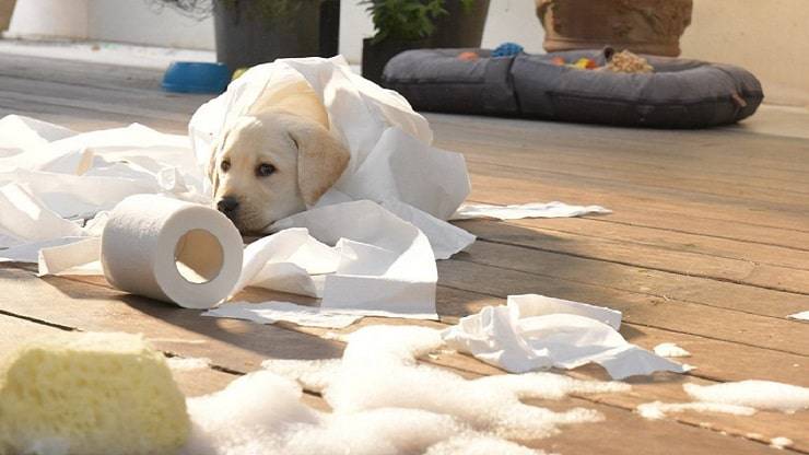 Perro publicitario Scottex