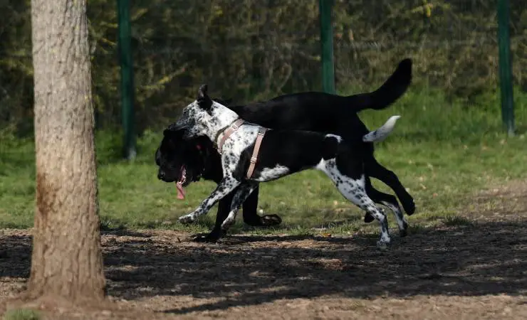 perro pastor mallorquín