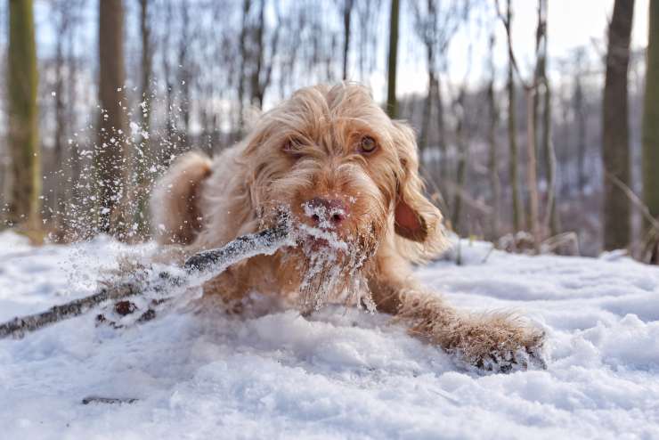Perros que no sienten frío Perros que no sienten frío