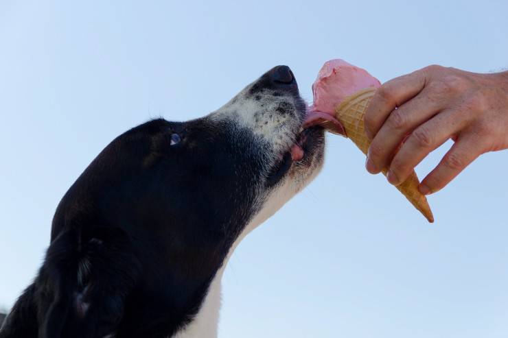 Perros siempre hambrientos Perros siempre hambrientos