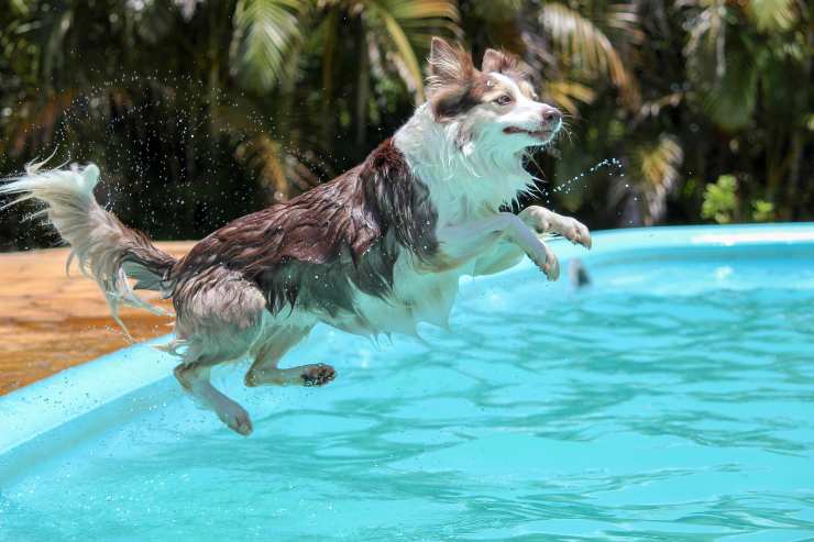 Piscinas para perros Piscinas para perros