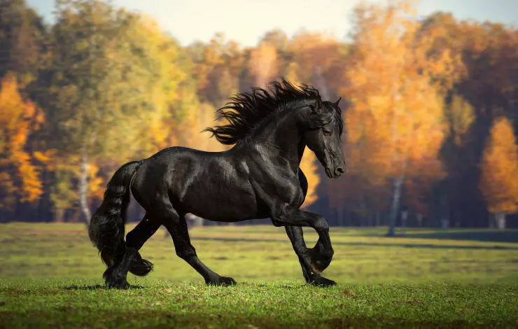 Ponis de Esperia