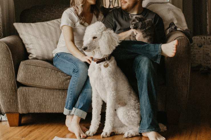 Porque al perro no le gusta tener invitados. Porque al perro no le gusta tener invitados.