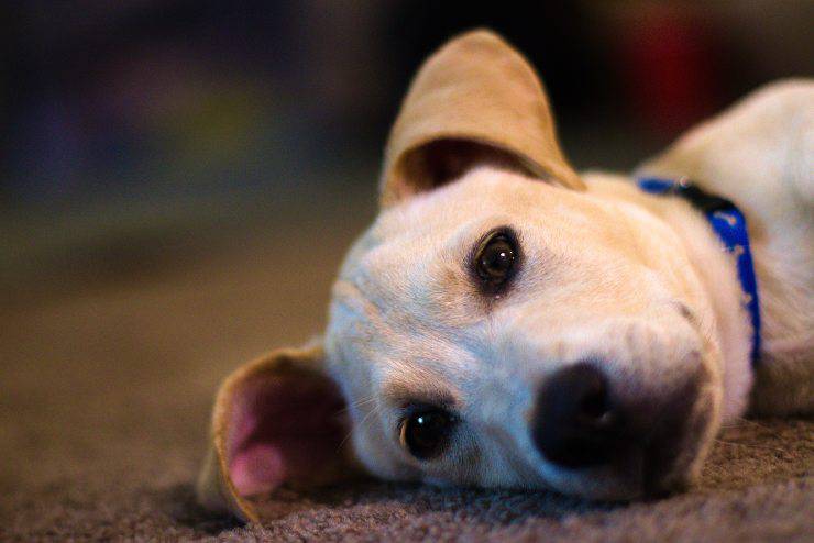 ¿Por qué el perro no sale de noche? ¿Por qué el perro no sale de noche?