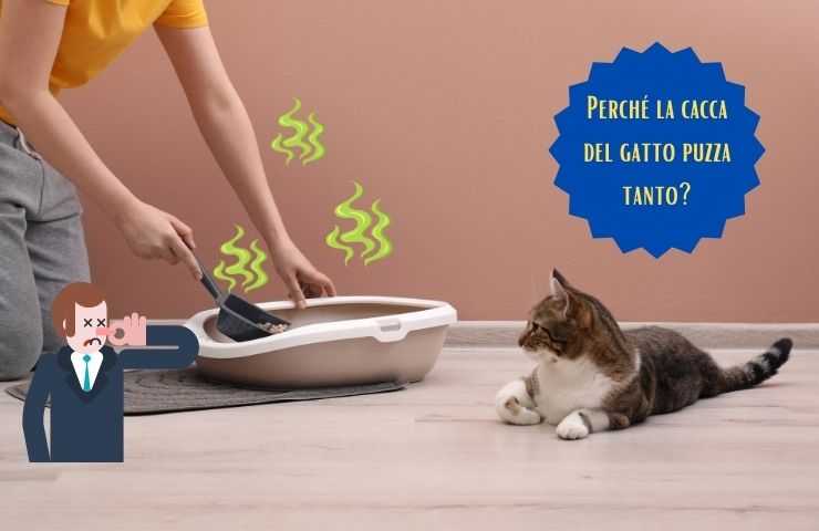 Mal olor a heces de gato