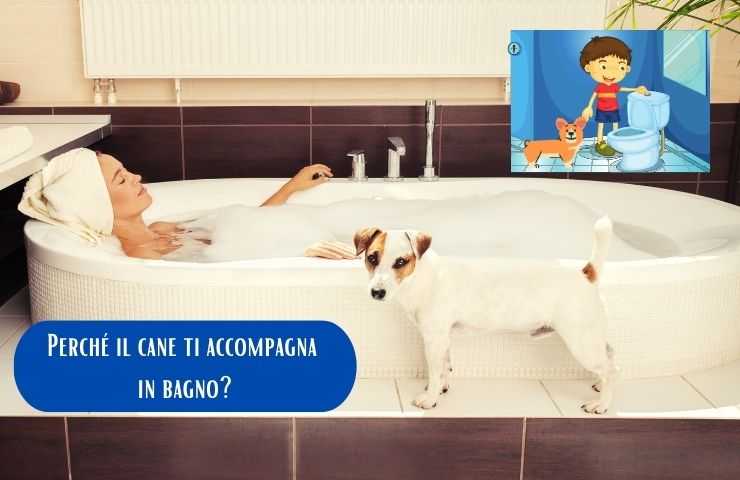 perro en el baño