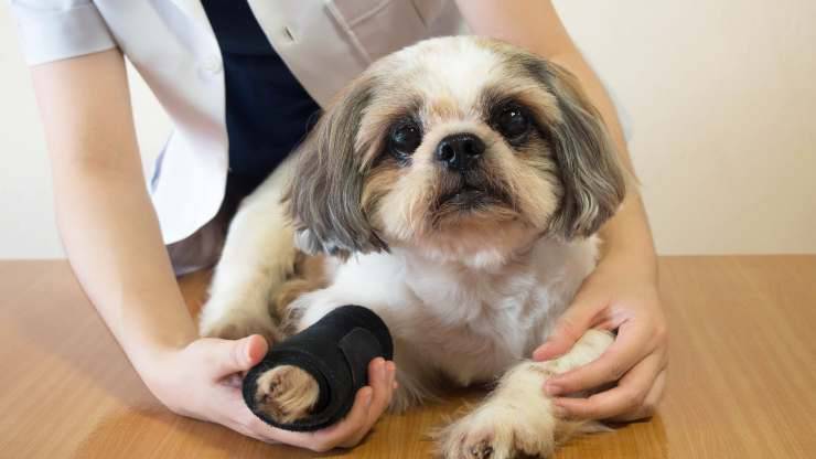 problemas en la rodilla del perro