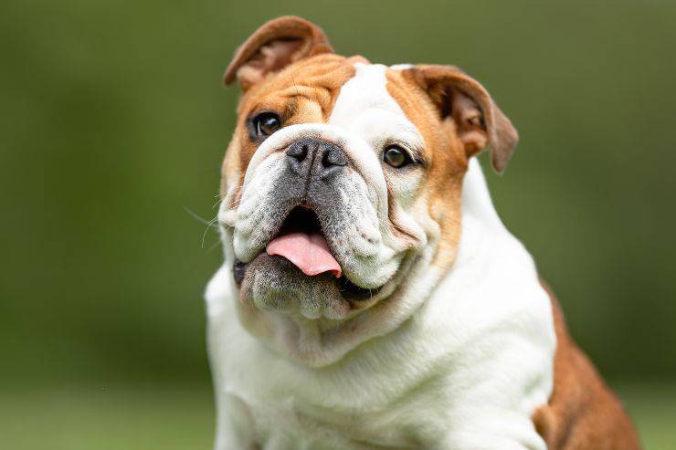 Un ejemplo de Bulldog Inglés Prohibida la cría de razas braquicefálicas