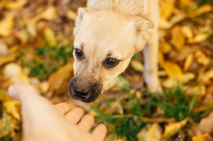 Perrito asustado olfateando una mano ¿A qué pena se arriesga quien envenena a un perro?