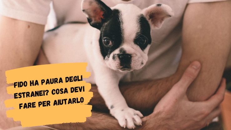 Qué hacer si tu perro tiene miedo a los extraños Qué hacer si tu perro tiene miedo a los extraños