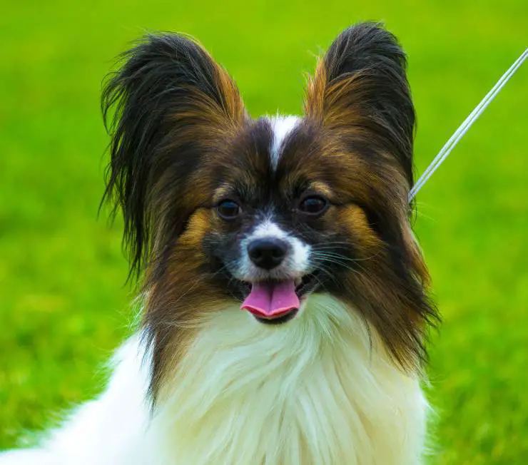 Spaniel enano continental