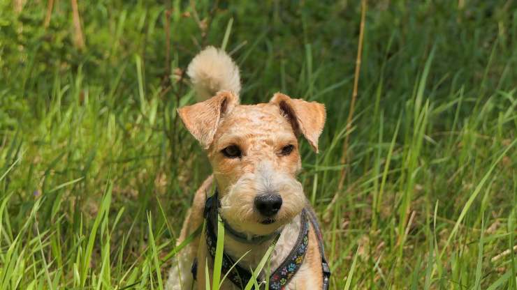 Fox terrier pelirrojo