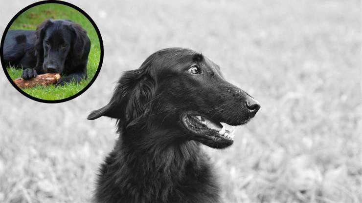¿Con quién se lleva bien el Flat Coated Retriever? Razze compatible con Flat Coated Retriever