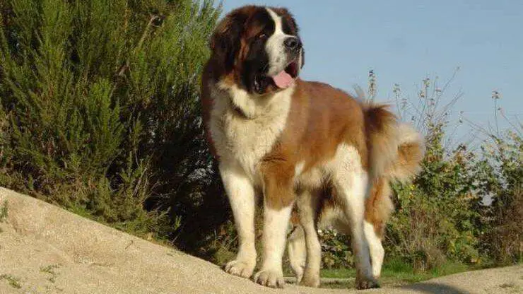 perro san bernardo