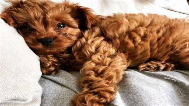 Caniche