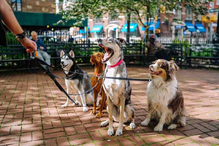 Razas de perros a las que les gusta salir a menudo Razas de perros a las que les gusta salir a menudo