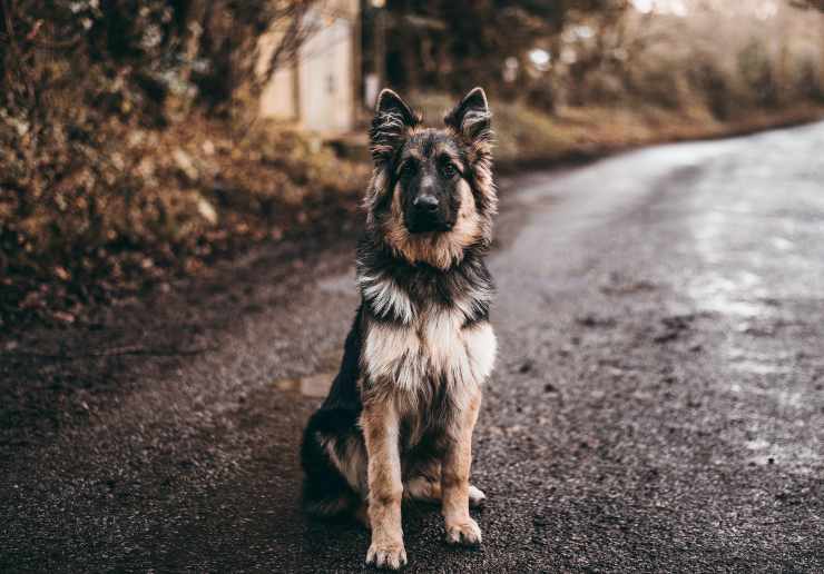 Razas de perros para dueños temerosos Razas de perros para dueños temerosos