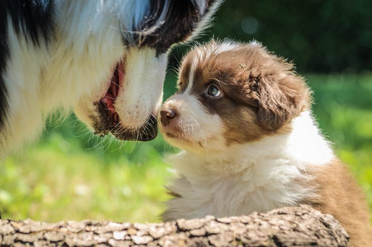 Razas de perros que hacen más cachorros Razas de perros que hacen más cachorros