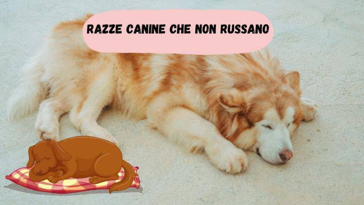 Razas de perros que no roncan Razas de perros que no roncan