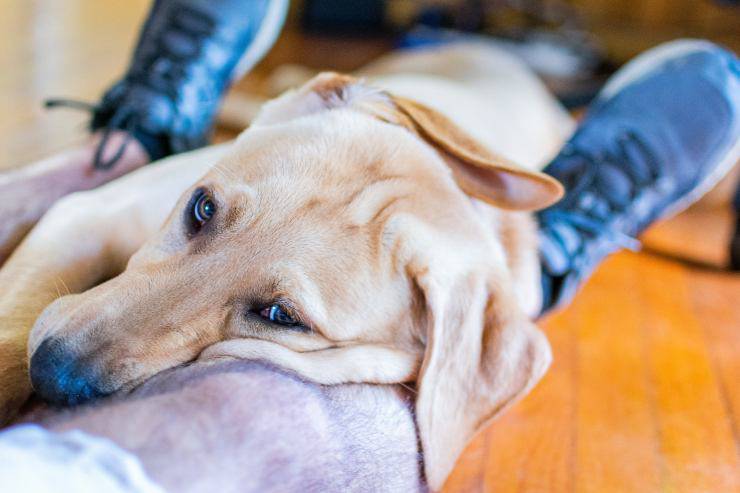 Razas de perros que se emocionan enseguida Razas de perros que se emocionan enseguida