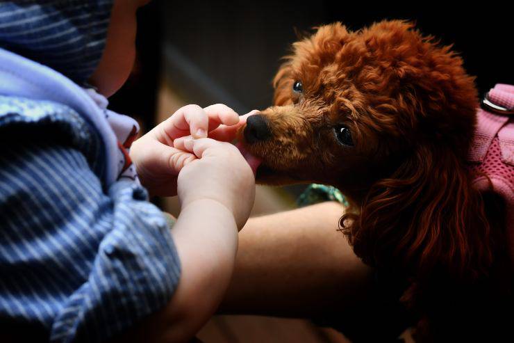 Razas de perros que se apegan enseguida Razas de perros que se apegan enseguida