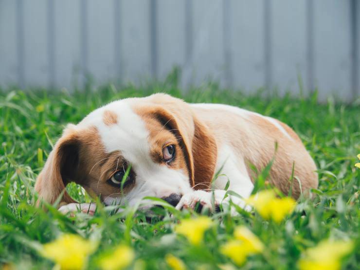 Razas de perros que se intimidan Razas de perros que se intimidan