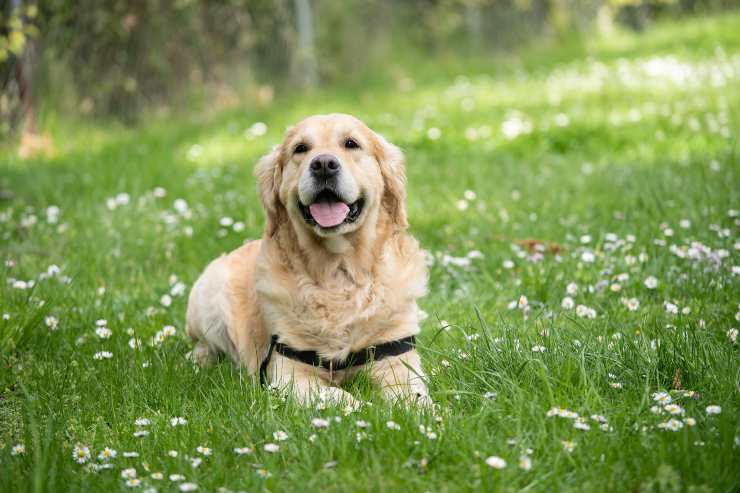 Razas de perros que siempre respetan Razas de perros que siempre respetan