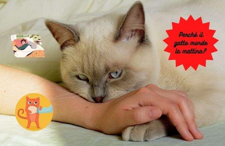 Gato muerde por la mañana