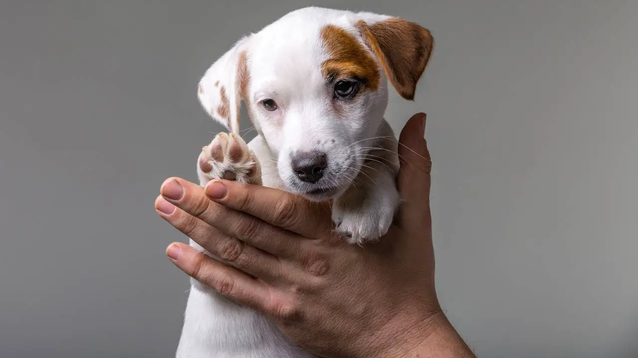 El hombre sostiene un cachorro en sus brazos prueba de campbell